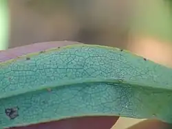 Underside of leaf showing reticulate venation