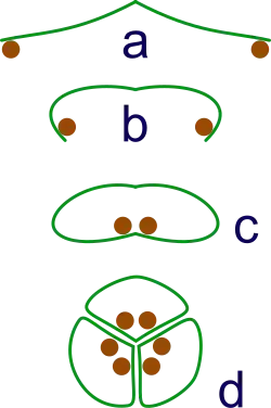 Image 19The evolution of syncarps. a: sporangia borne at tips of leaf b: Leaf curls up to protect sporangia c: leaf curls to form enclosed roll d: grouping of three rolls into a syncarp (from Evolutionary history of plants)