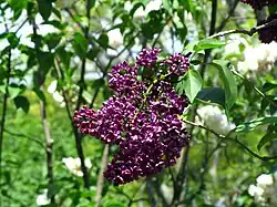 Syringa vulgaris 'Sarah Sands'
