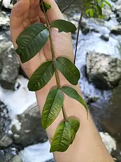 Leaves