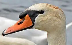 A mute swan with reddish-brown staining on the top of its head, caused by exposure to dissolved tannins and iron compounds in water