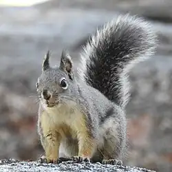Brown and gray squirrel