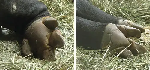 The undersides of the front feet (left, with four toes) and back feet (right, with three toes) of a Malayan tapir at rest