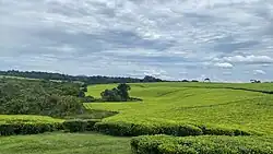Tea plantations of Kyamuhunga in Bushenyi district in Uganda