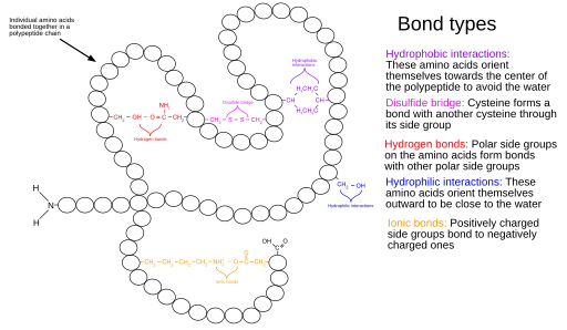 Tertiary Structure of a Protein