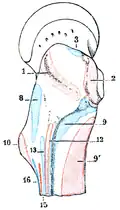Origin and attachment areas at the proximal femur. Gluteus maximus is marked with number 12.