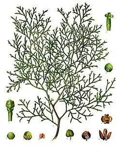 Illustration from Koehler's Medicinal-Plants (1887)