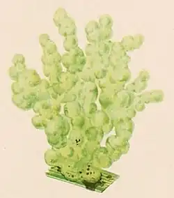 Illustration of "Tetraspora gelatinosa"