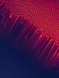 Nanotubes of titanium dioxide (TiO2-Nt) obtained by electrochemical synthesis. The SEM image shows an array of vertical self-ordered TiO2-Nt with closed bottom ends of tubes.