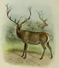 Illustration of Altai wapiti