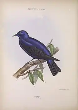 Illustration of male bird from The genera of birds, c. 1849