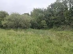 The photo shows an area of lush plant growth including rushes, reeds, trefoils, orchids, thistles and other plants. The background is the trees of the bounds ditch backing the Royal canal towpath.