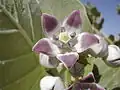 Calotropis procera