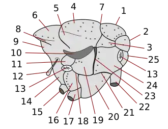 Brachycera thorax 13 right = anterior spiracle = prostigma = stigma anteriore 13 left = posterior stigma