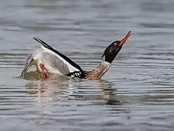 Male in display posture, Baltic Sea coast of Germany