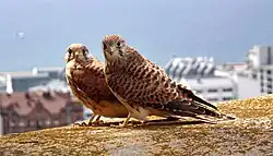 Common kestrel, Helsingborg, Skåne