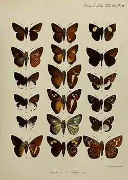 Hasora mus Elwes & Edwards, 1897, Hasora borneensis Elwes & Edwards, 1897 and Hasora chromus inermis Elwes & Edwards, 1897 in Elwes & Edwards, 1897 A Revision of the Oriental Hesperiidae