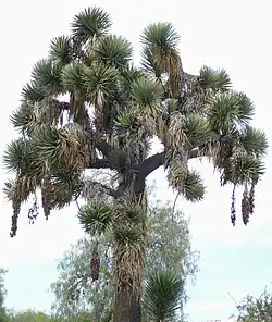 Tree yucca (Yucca filifera), Tula National Park