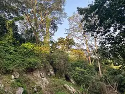 Trees around Obosomase Waterfall