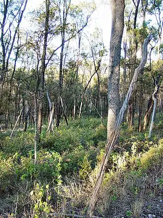 Stand of Cadellia pentastylis in Tregole National Park