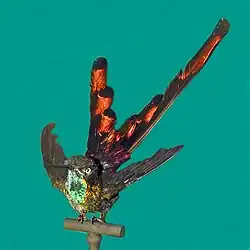 Sappho sparganurus. Museum specimen