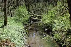 A stream no more than 10 feet (3.0 m) wide meanders through a second-growth forest.