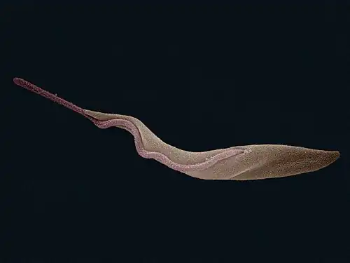 Trypanosoma brucei (Euglenozoa: Kinetoplastida)