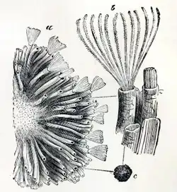 3 Black and white sketch diagrams of Tubulipora flabellaris. one depicting half an incrusting colony, the second diagram depicts a few cells, while the third diagram depicts a colony at natural size