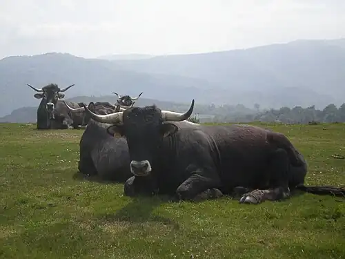 Bull and cows at Pico Mozagro [es]