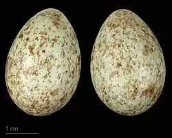 Turdus merula mauritanicus - MHNT