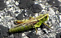 Two-striped grasshopper (Melanoplus bivittatus)