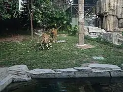 Two tigers encounter one another on a grassy area in a zoo enclosure.