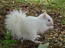 A true albino squirrel. Note the pink eyes.