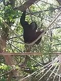Siamang
