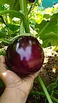Unplucked brinjals in a field