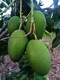 Unripe green mangoes (local wild variety - Gaauti Aam) of Nandurbar district