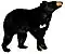 American black bear