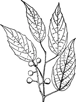 Illustration of V. bellula