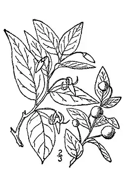 1913 illustration