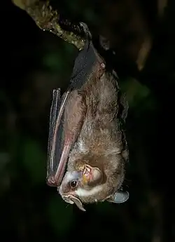 Brown bat
