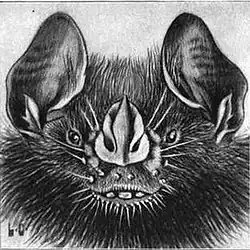 Drawing of bat head