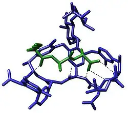 Structure of a short peptide L-Lys-D-Ala-D-Ala (bacterial cell wall precursor) bound to the antibiotic vancomycin[15]