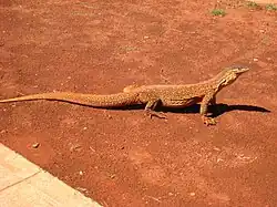 At the Sunrise Dam Gold Mine (WA).