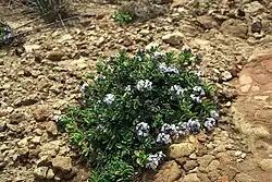 Small shrub with pink and white flowers