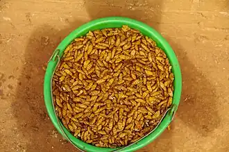 The extracted chrysalids