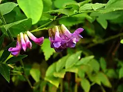 Vicia amoena