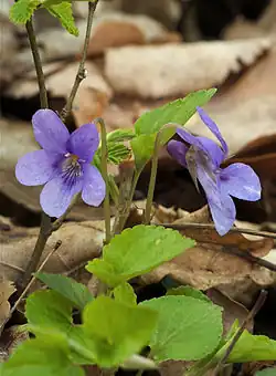 Violets, symbol of Sapphic love.
