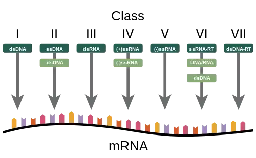 A diagram showing how the Baltimore Classification is based on a virus's DNA or RNA and method of mRNA synthesis