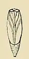 Illustration of pupa of Vitula edmandsii edmandsii
