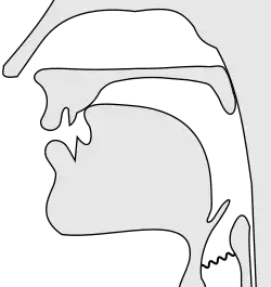 An illustrated view of the inside of the mouth with the front of the tongue pressed against the alveolar ridge just behind the teeth